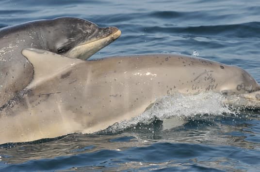 General photo of Lumma