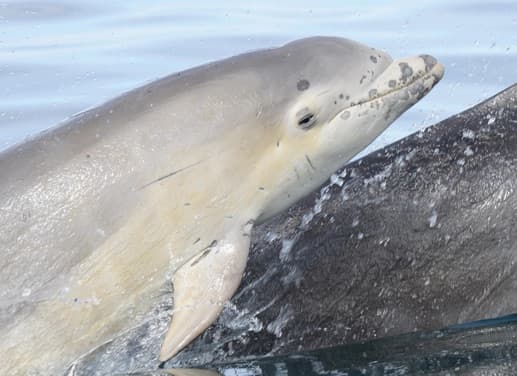 General photo of Hiccup