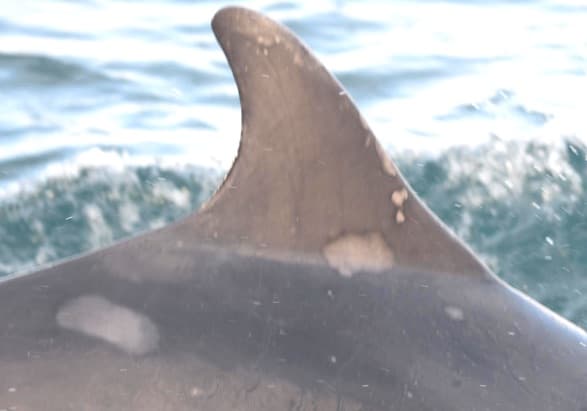 Left Dorsal Fin