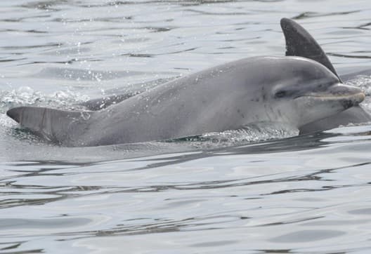 General photo of Moonshine