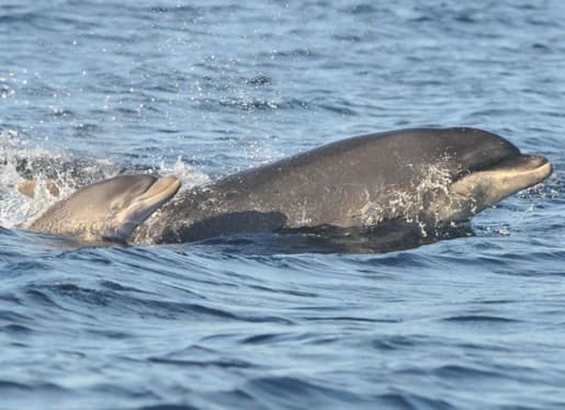 General photo of null