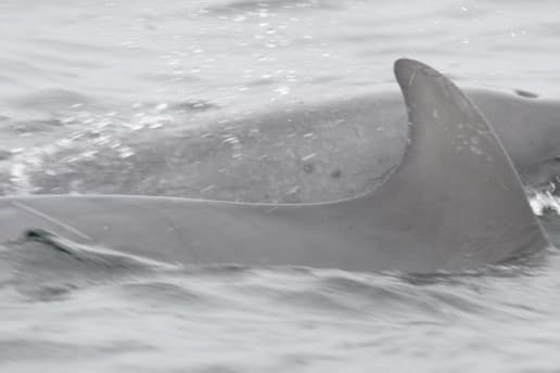 General photo of Pixie (Petri)