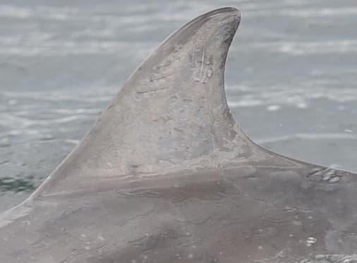 Left Dorsal Fin