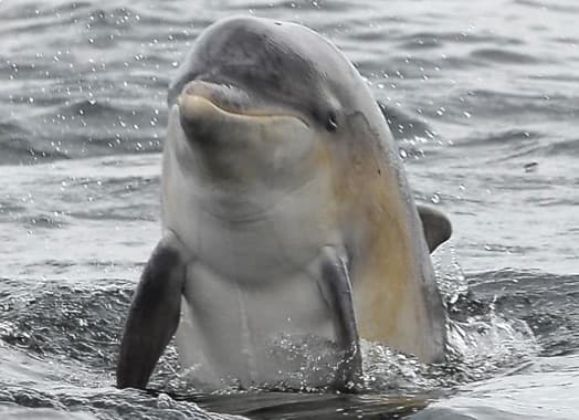 General photo of Great Dane