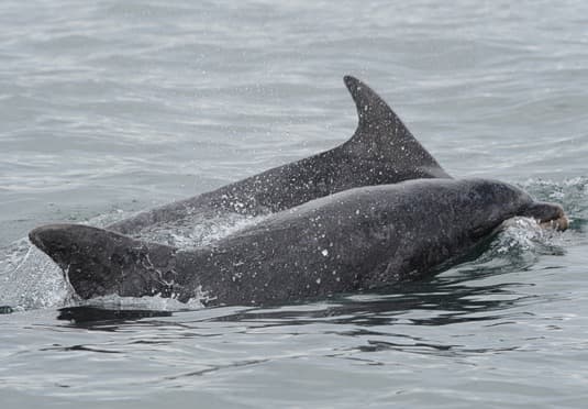 General photo of Shrek