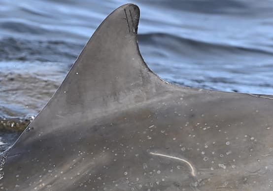 Left Dorsal Fin