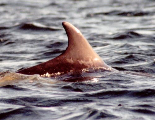 Left Dorsal Fin