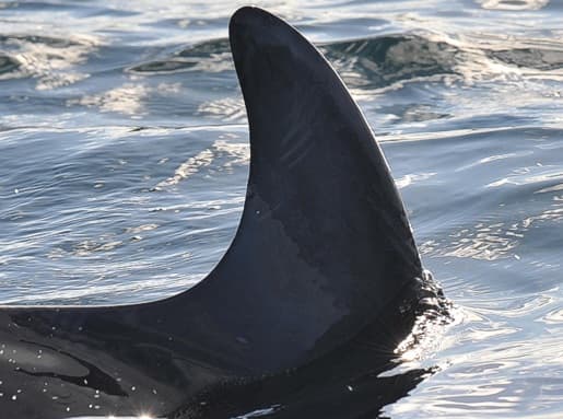Left Dorsal Fin