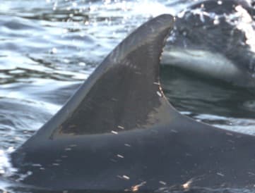Left Dorsal Fin