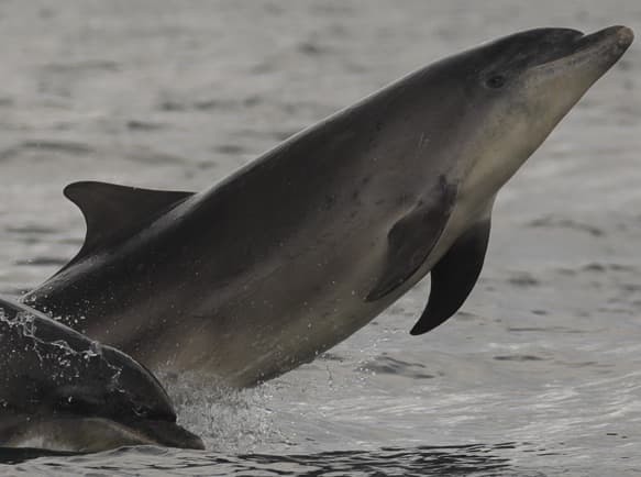 General photo of Rolex