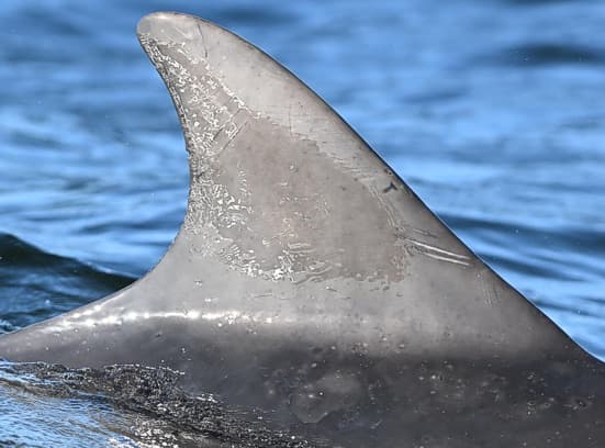 Left Dorsal Fin