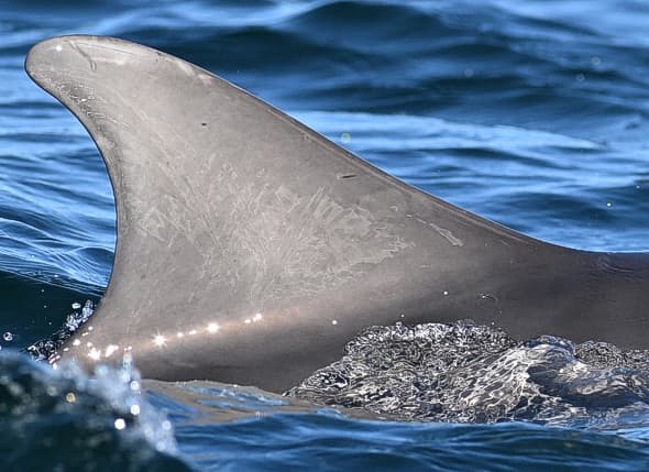 Left Dorsal Fin