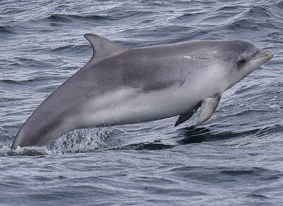 General photo of null