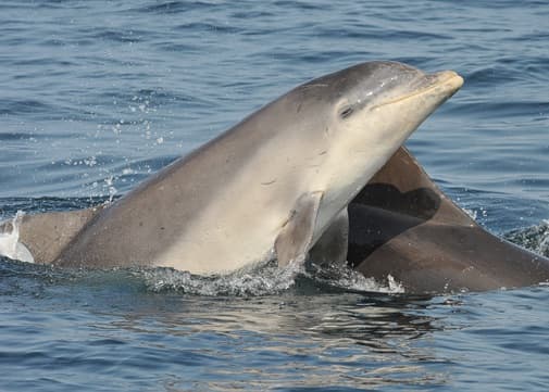 General photo of Kirby