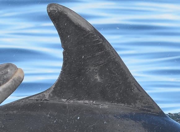 Left Dorsal Fin