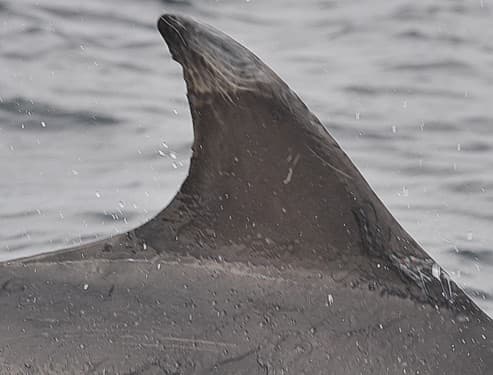 Left Dorsal Fin