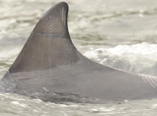 Left Dorsal Fin