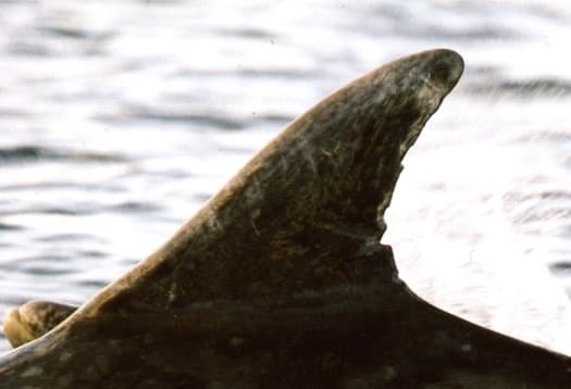 Left Dorsal Fin