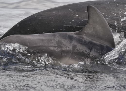 Left Dorsal Fin