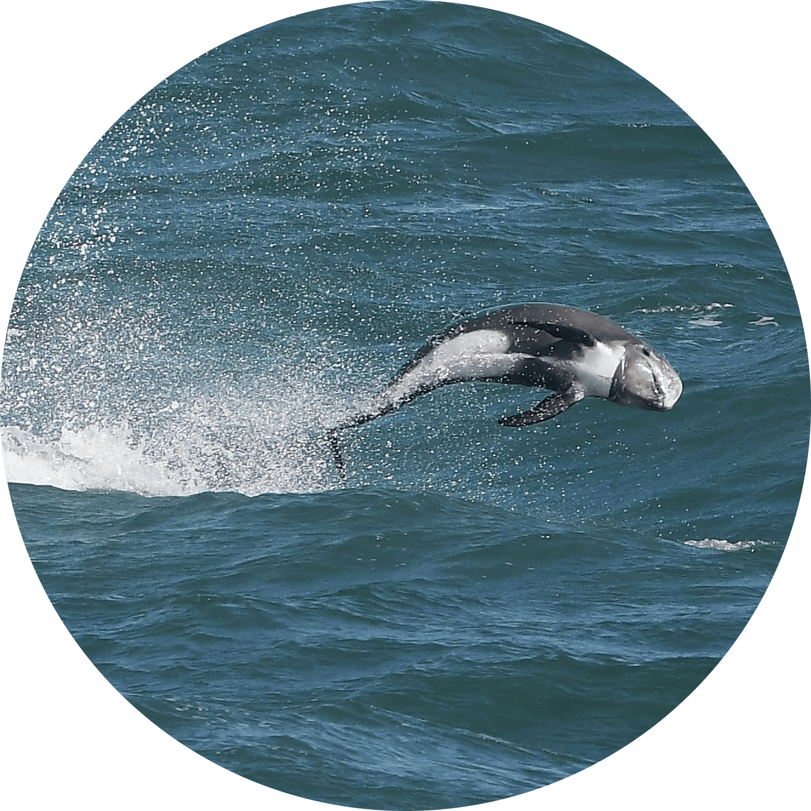 Risso's dolphin in full breach