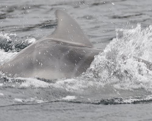Left Dorsal Fin