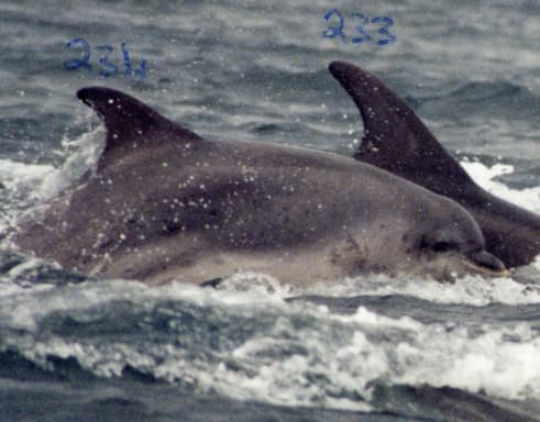 Left Dorsal Fin