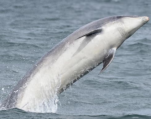 General photo of Hobbit (Neptune)