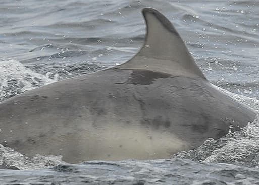 Left Dorsal Fin