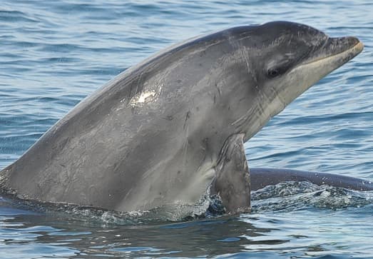 General photo of Maasie