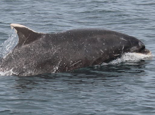 General photo of Jigsaw