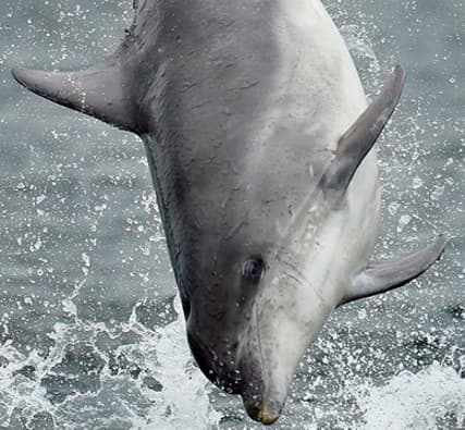 General photo of Mini Fin