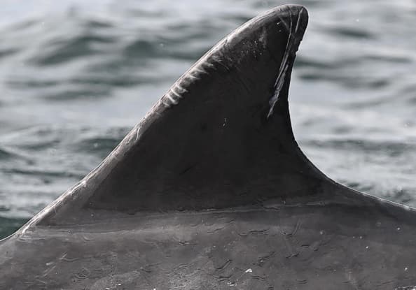 Left Dorsal Fin