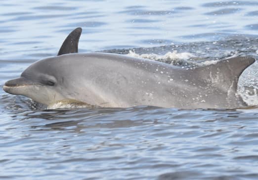 General photo of Jazz