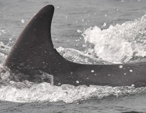 Left Dorsal Fin