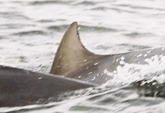 Left Dorsal Fin
