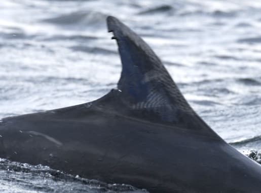 Left Dorsal Fin