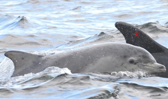 General photo of null