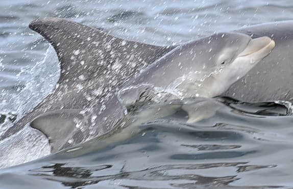 General photo of Bowie