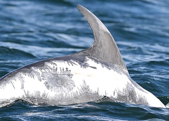 Left Dorsal Fin