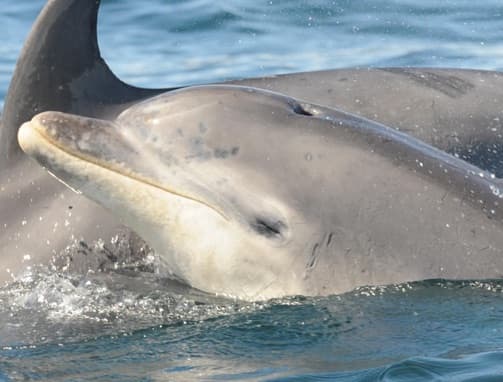 General photo of Eyebrow