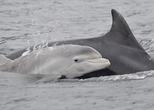 General photo of Gaskin