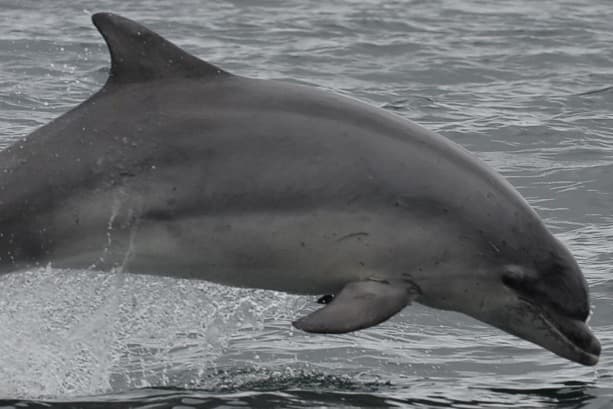 General photo of Pennanteller