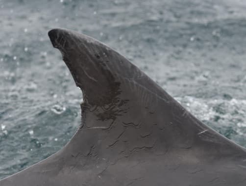 Left Dorsal Fin