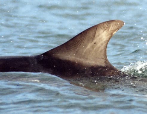 Left Dorsal Fin