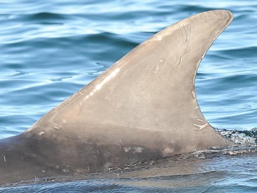 Left Dorsal Fin