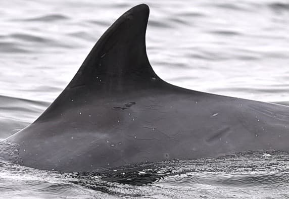 Left Dorsal Fin