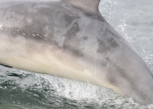 General photo of Hula