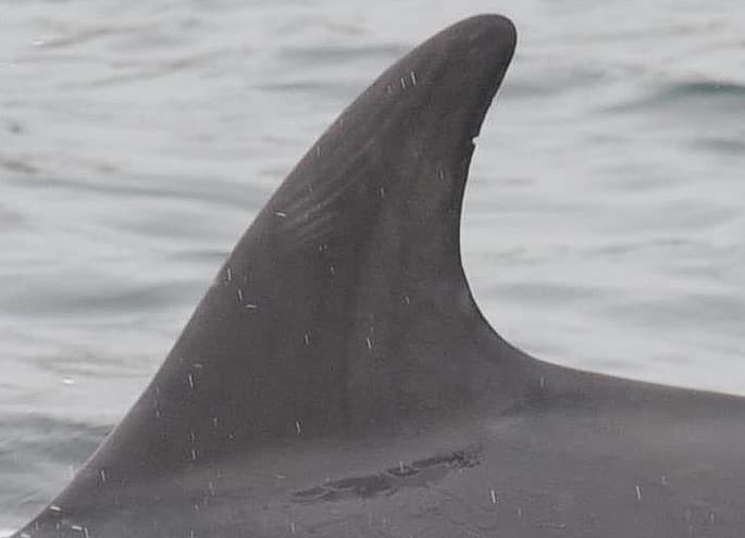 Left Dorsal Fin