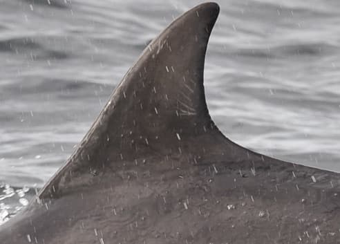 Left Dorsal Fin