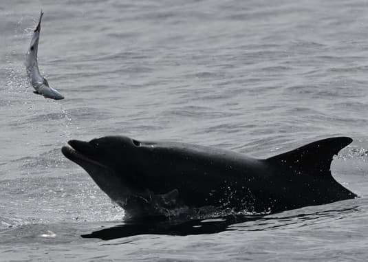 General photo of Jazz